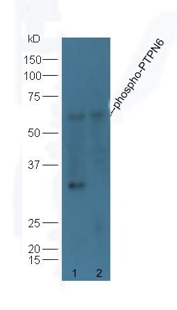 PTPN6 (phospho-Tyr536) antibody